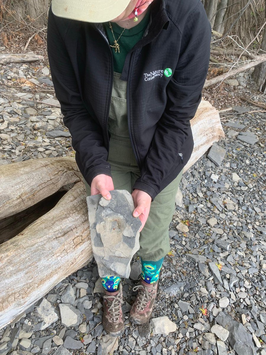 TNCvermont's tweet photo. While at our Butternut Hill Natural Area, our @VHCB_AmeriCorps member found a trilobite fossil. They were commonly found in the sea and became extinct before the age of dinosaurs. Get out on one of our 58 natural areas and see what else you might discover. #vtnature #naturefinds https://t.co/GU7Ztrv17g