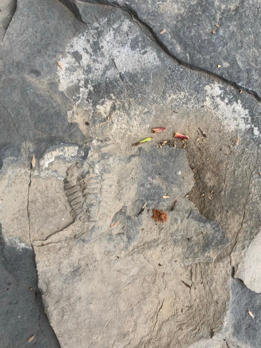 TNCvermont's tweet photo. While at our Butternut Hill Natural Area, our @VHCB_AmeriCorps member found a trilobite fossil. They were commonly found in the sea and became extinct before the age of dinosaurs. Get out on one of our 58 natural areas and see what else you might discover. #vtnature #naturefinds https://t.co/GU7Ztrv17g
