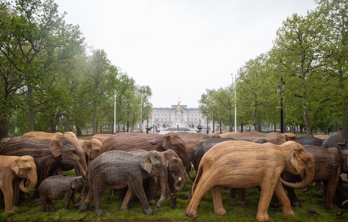 Once safely across the Mall, the elephants will be on display in several London parks.

The Prince of Wales and The Duchess of Cornwall are Joint Presidents of <a href="/elephantfamily/">Elephant Family</a> - find out more about the charity’s work ⤵️

elephant-family.org

#CoExistence #SharingSpace