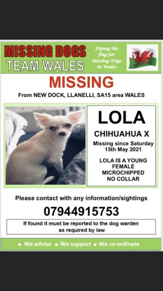 RachaelB100's tweet photo. 💥LOLA
YOUNG #FEMALE #CHIHUAHUAX #MISSING #NEWDOCK #LLANELLI, #SA15 area #WALES
🔺SATURDAY 15th MAY 2021
#MICROCHIPPED
💥Please look out for this tiny girl, owner is very worried now
https://t.co/aJcnt4MZ2S https://t.co/rXrGLVGxnm