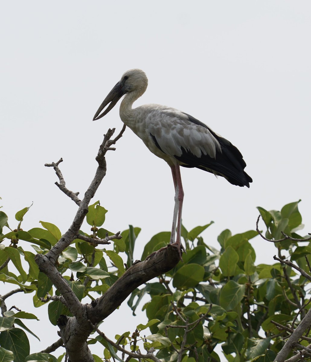 Vijaykulange's tweet photo. Birds in Ganjam..@odisha_tourism https://t.co/JxHsGMvdmr