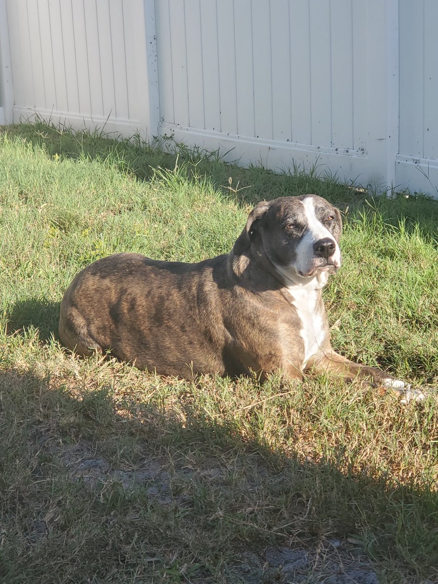 flimpct's tweet photo. Just so #docil
Everything you could ever want in a best friend and dog... she's turning 6 this year. Time sure is flying 🥺 https://t.co/lHlCWKMsVC