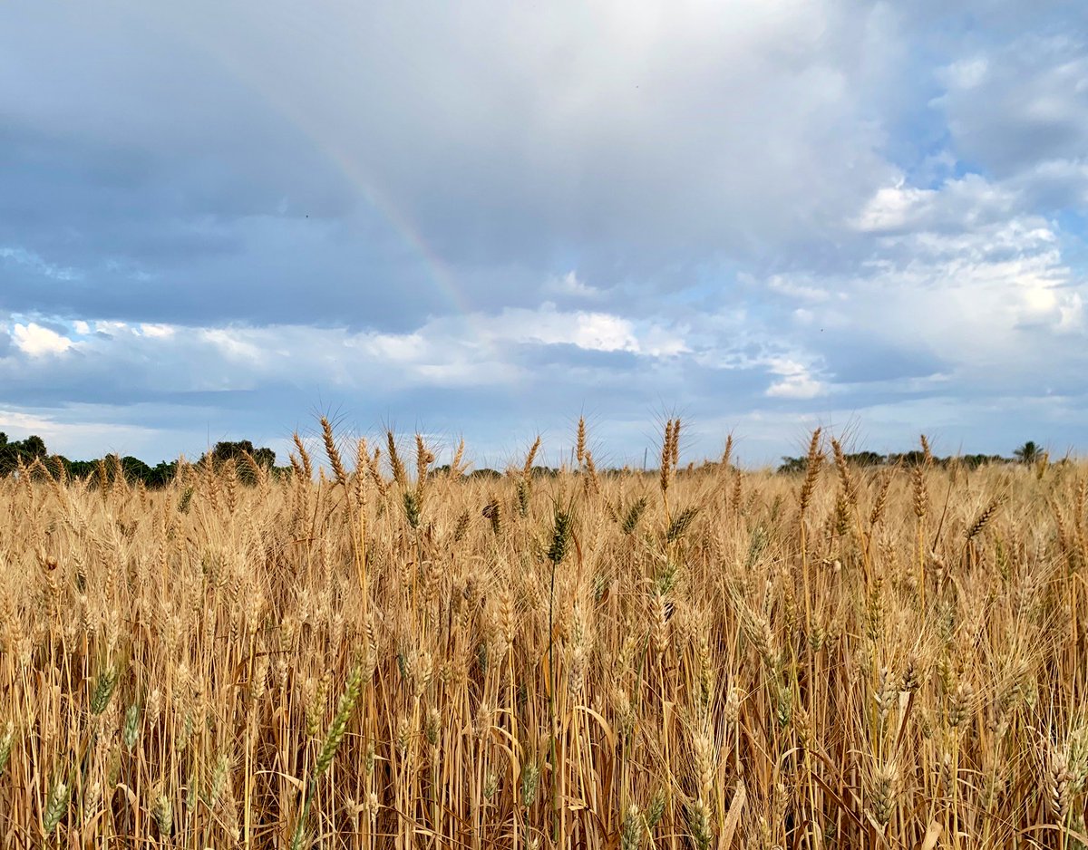 LuSegundo's tweet photo. Regalos de la naturaleza ~

🌈Arcoíris sobre trigal (2/♾️) https://t.co/MjCOhg7kPe
