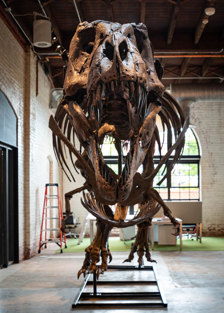 #NationalDinosaurDay is almost over, but every day is a chance to celebrate dinosaurs and build knowledge about the days when I roamed the land🦖