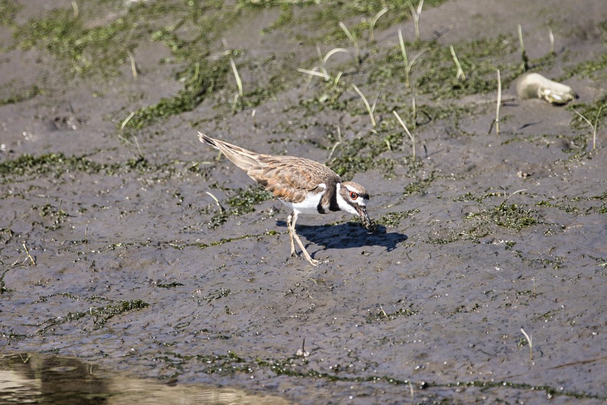 JohnReedPavan's tweet photo. A killdeer eating worms like a toddler eats spaghetti in Little Hellgate Salt Marsh on Randall's Island.
#killdeer #sandpiper #shorebirds #hunting #slurp #worms #nature #wildlife #littlehellgate #saltmarsh #randallsisland #shotoncanon #sigmalenses #luminarai #nycparks https://t.co/1nqoXVT9RW