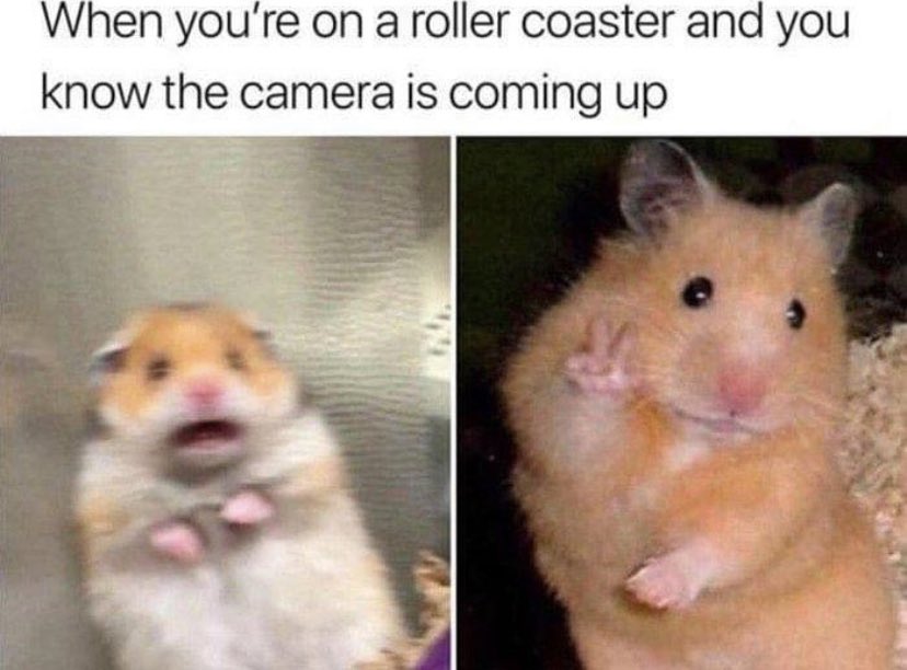 WholesomeMemes (@wholesomememe) on Twitter photo 