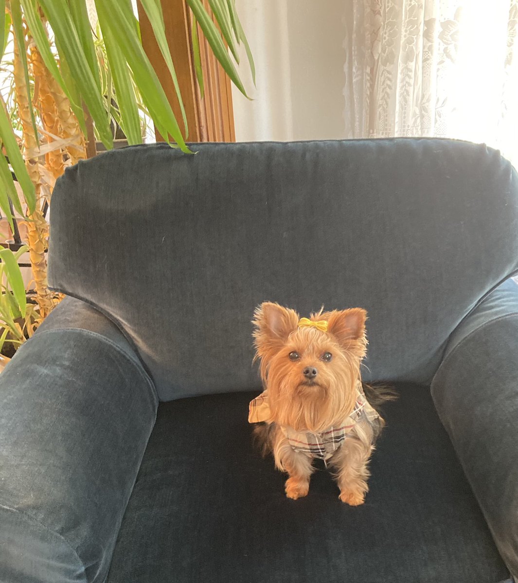PReduzzi's tweet photo. Roxie ( and I) want to thank the PV NHS and it’s officers and awesome adviser for the sweet and thoughtful gifts...and for the pleasure of speaking last night at the Induction ceremony ❣️ https://t.co/nuR6Sz6nC8