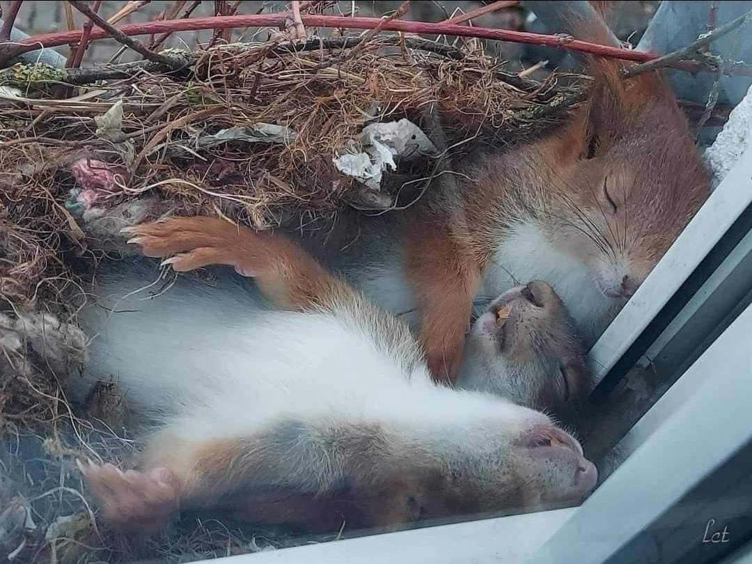 Sleeping squirrels in window ledge nest