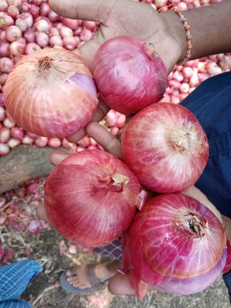 kuldeepcet's tweet photo. ನಮ್ಮ ತೋಟದಲ್ಲಿ ಈರುಳ್ಳಿ ಬೇಳೆದಿದ್ದೀವೆ. ಸುಮಾರು 100 ಕ್ವಿಂಟಾಲ್ ಅಷ್ಟು ತೆಗೆದಿದ್ದೇವೆ. ಆದರೆ ಒಳ್ಳೆಯ ಬೆಲೆ ಇಲ್ಲದ ಕಾರಣ ಹೊಲದಲ್ಲಿ ಶೇಖರಣೆ ಮಾಡಿದ್ದೇವೆ. ಇದನ್ನು ಮಾರಲು ದಯವಿಟ್ಟು ಸಹಾಯ ಮಾಡಿ
#helpfarmer
@CMofKarnataka
@Prajaakeeya_upp
@nimmaupendra
ಸ್ಥಳ - ಮುದ್ದಡಗಾ ಗ್ರಾಮ, ಕಲಬುರ್ಗಿ
ಗುರುರಾಜ್ 9740022998 https://t.co/0Hp9HtmzDM