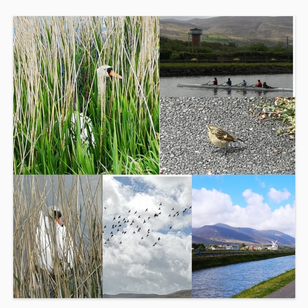 jamesfinnegan2's tweet photo. Day 135 of 150 Days of Walking and plenty of Tales from the Canal Bank for the humans and wildlife today. 15 Days to Go #150daysofwalking #tralee https://t.co/UjUFhOcezF