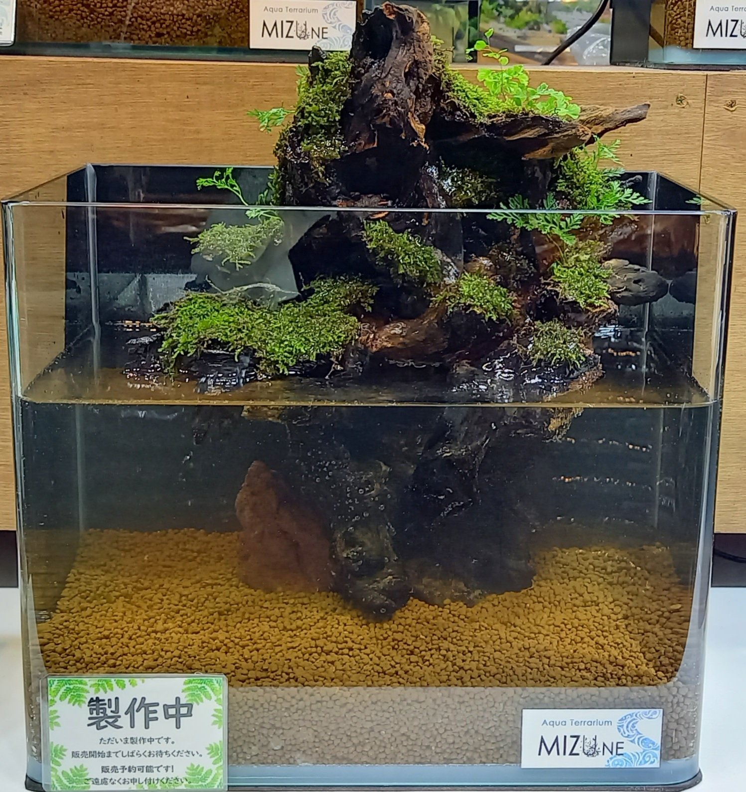 ヒロセペット谷津本店 アクアテラリウム ヒロセペット谷津本店 オリジナルアクアテラリウム 水音 Mizune 新作のご紹介です 今作は30cm水槽のmizune 制作 店長 アーチ型がかなり続いたので久々にこの様な型になりました 水草を