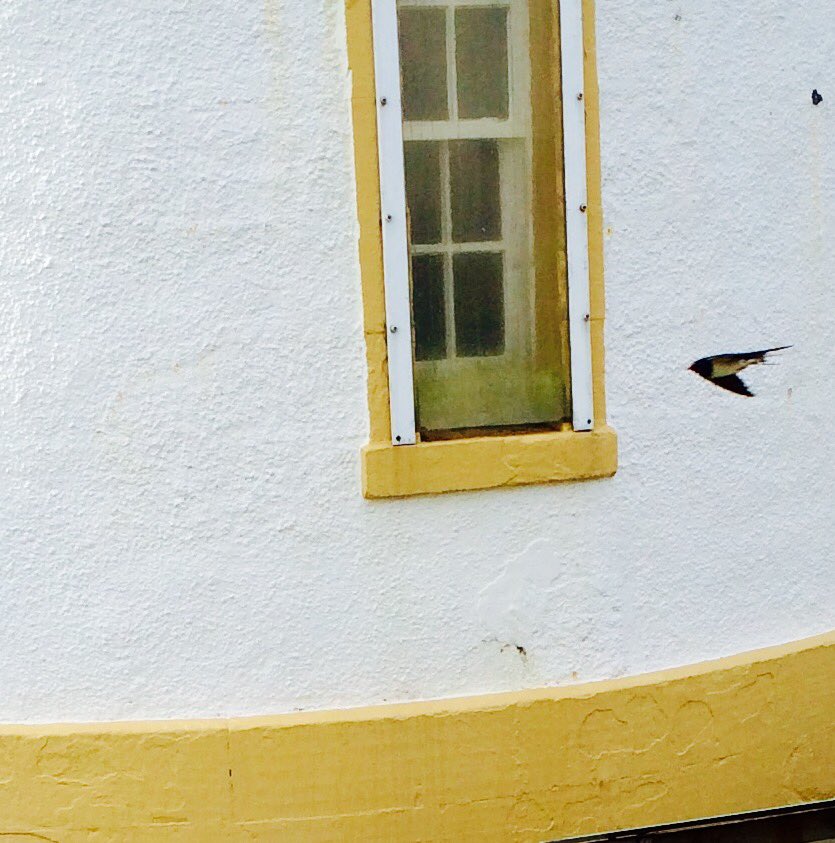SumburghHead's tweet photo. A few birds around this afternoon, including 5 Swallows, a Redstart and a Pied Flycatcher. #shetland #seasonlist https://t.co/vMGgZue7L8