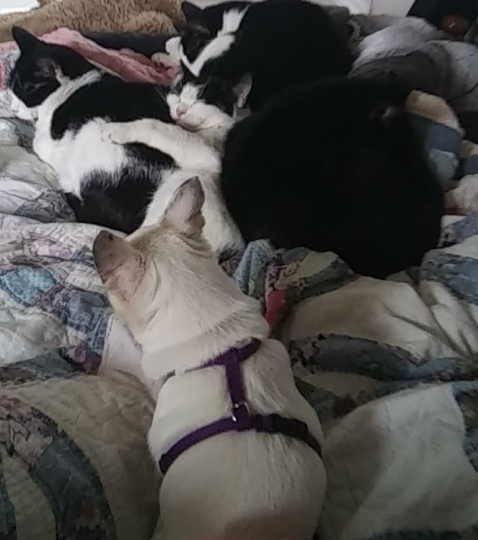 BURNZNET_'s tweet image. Bella, watching over the kitties as they rest. - burnznet.com