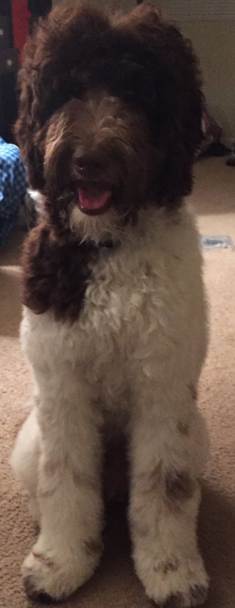 Marques Bradshaw MD, MSCR tweet media