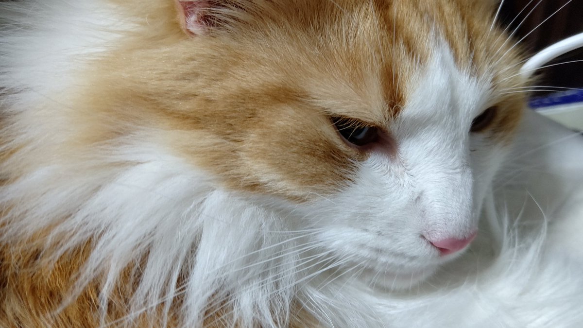 #ネコチャンカワイイ 