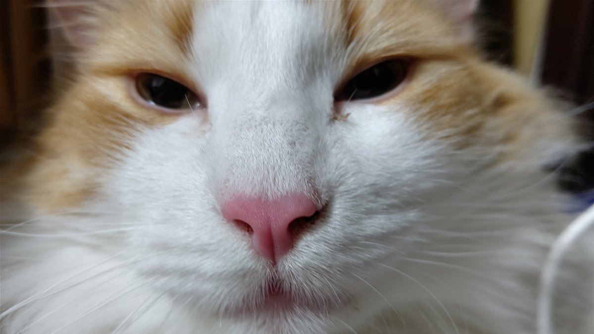 #ネコチャンカワイイ 