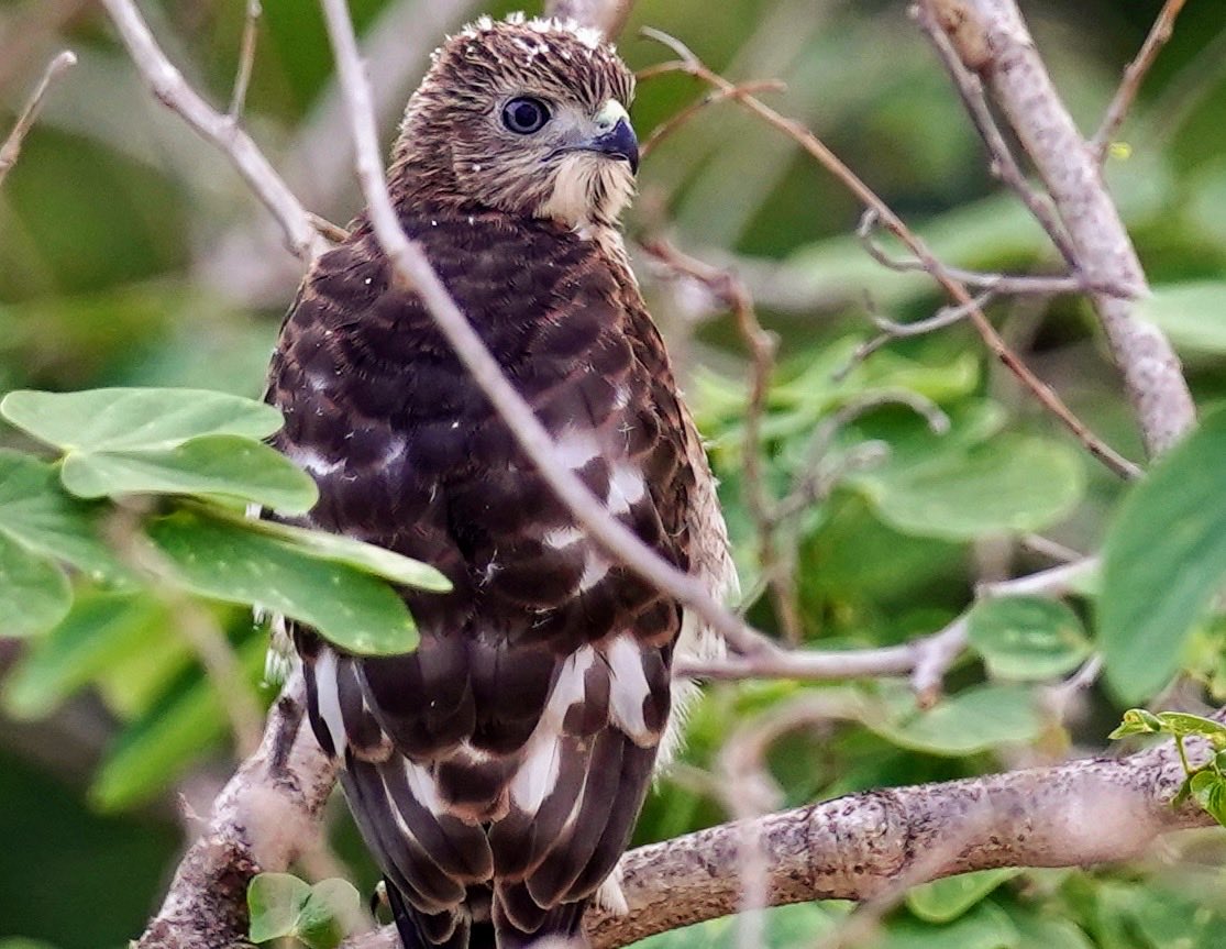 ntarunkumar's tweet photo. Today’s garden chronicle: baby shikra, 5 weeks old and super curious, is now flying around the nest, quite adeptly. Looks funny too, with baby tufts still on the head! The mom is still watchful, from a distance. 
#IndiAves #birdwatching #ThePhotoHour #homegarden #lockdownviews https://t.co/ZSzMuo1vHu