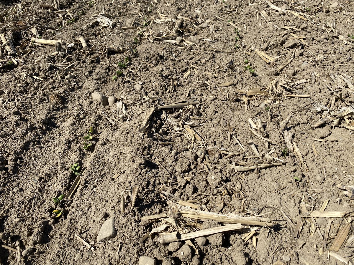 Time to scout early #soybeans multiple frosty mornings earlier this week has killed some plants/reduced stands enough to warrant replant No-Till fields have been hit harder with frost (No-Till ~48% killed vs Tilled~17% killed same field planted same day same variety) scout ASAP!