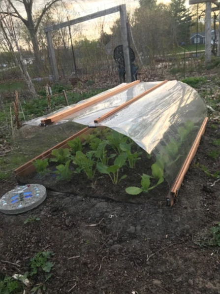 TerryLDuperon's tweet photo. If you plant lettuce in March, you may want to use a cold-weather box to get started to protect your plants from excessively low temperatures. https://t.co/jMeJepNJM0 
#Lettuce #SustainableLiving #CleanHarvestNutrients #Seedstarting #gardening #GrowYourOwnFood #Springgardening https://t.co/PU0LwpkA6E