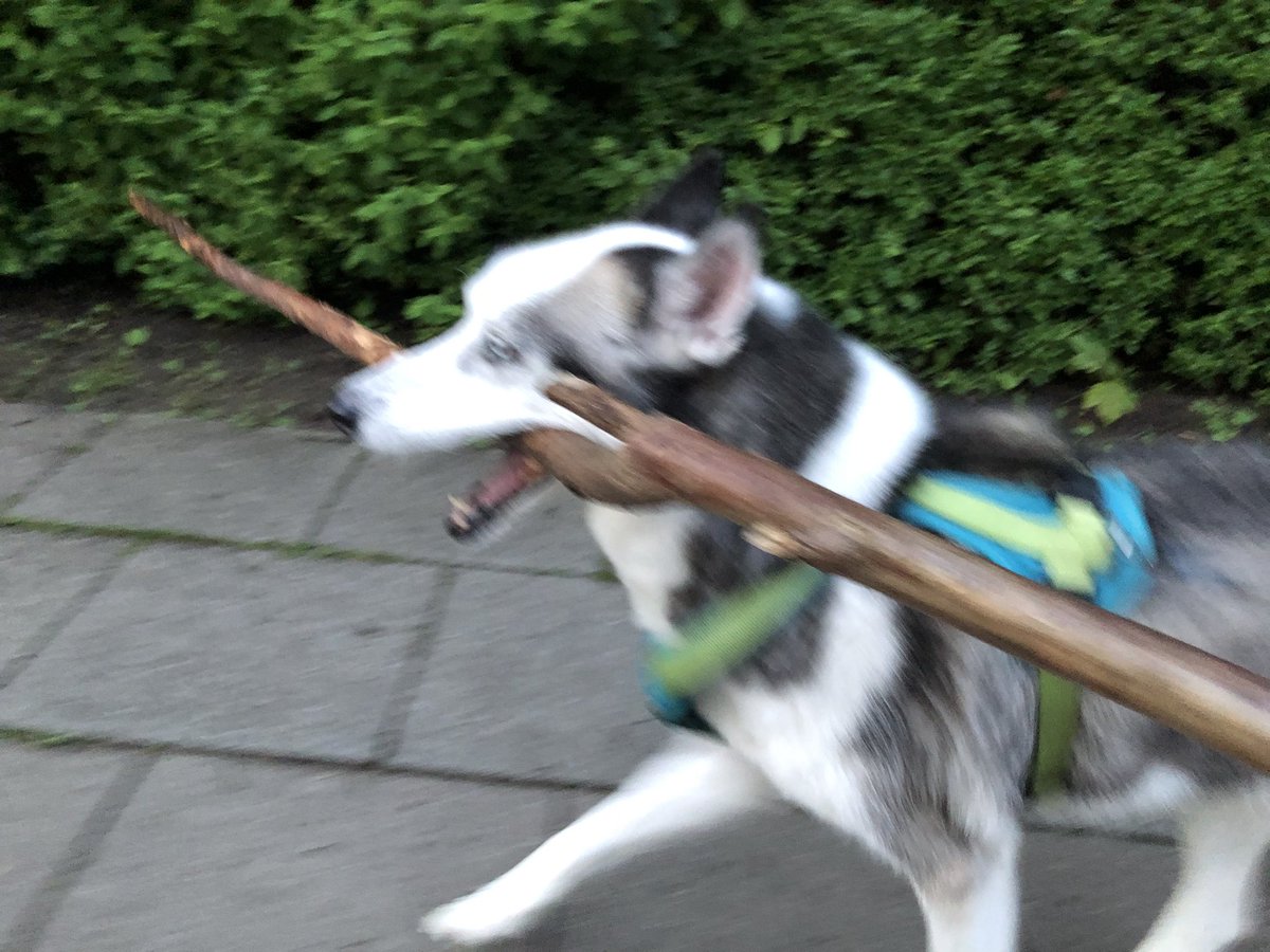 Sinisters_Art's tweet photo. Looks like a catastrophe happens.
#foundastick #dog #funnydogs https://t.co/cv76WSgOjY