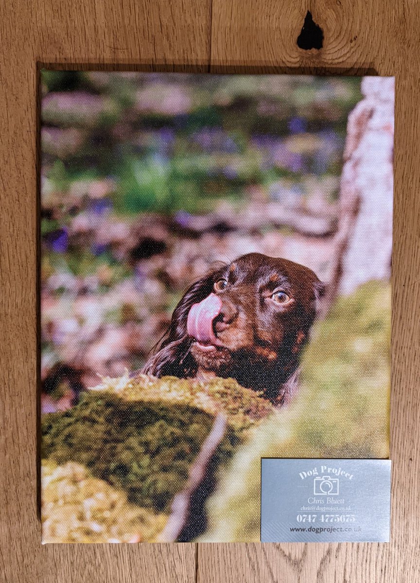 TheDobermanns's tweet photo. A #Dogproject Dog canvas ready to go https://t.co/Xq3p3AQpvh