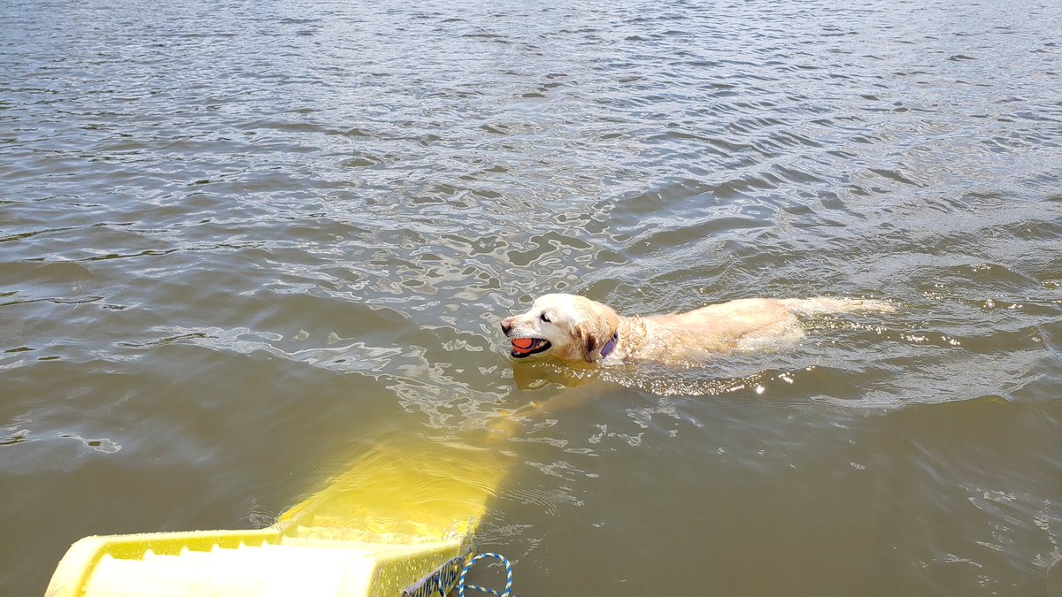 It was a gorgeous day to aviate them hit the lake with my first mate! 🐕 in her happy place 🚤 #RV14 #LakeAllatoona