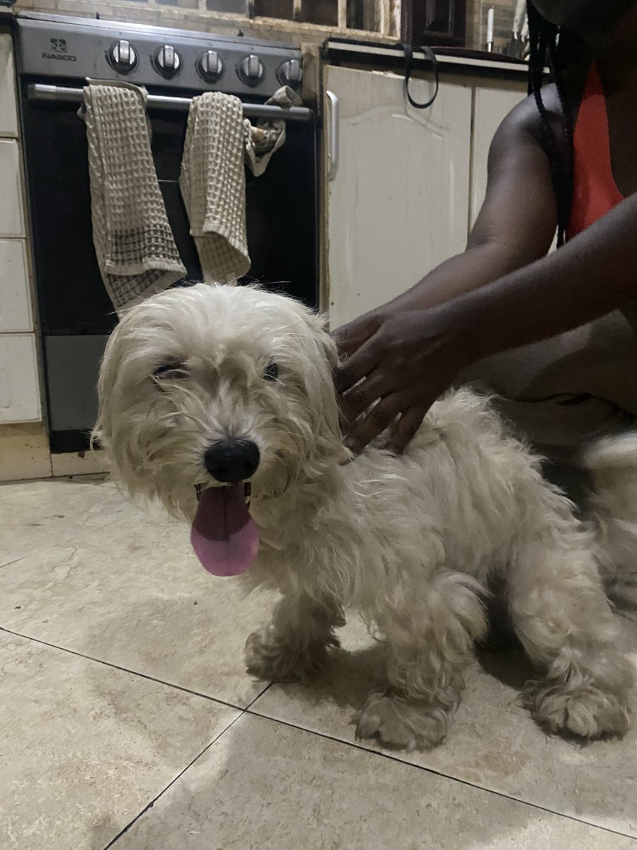 Ama_governor's tweet photo. Lost and found Maltese around abattoir bridge close to community 20. Dm to verify guardianship . https://t.co/9p0Z01Ld4e