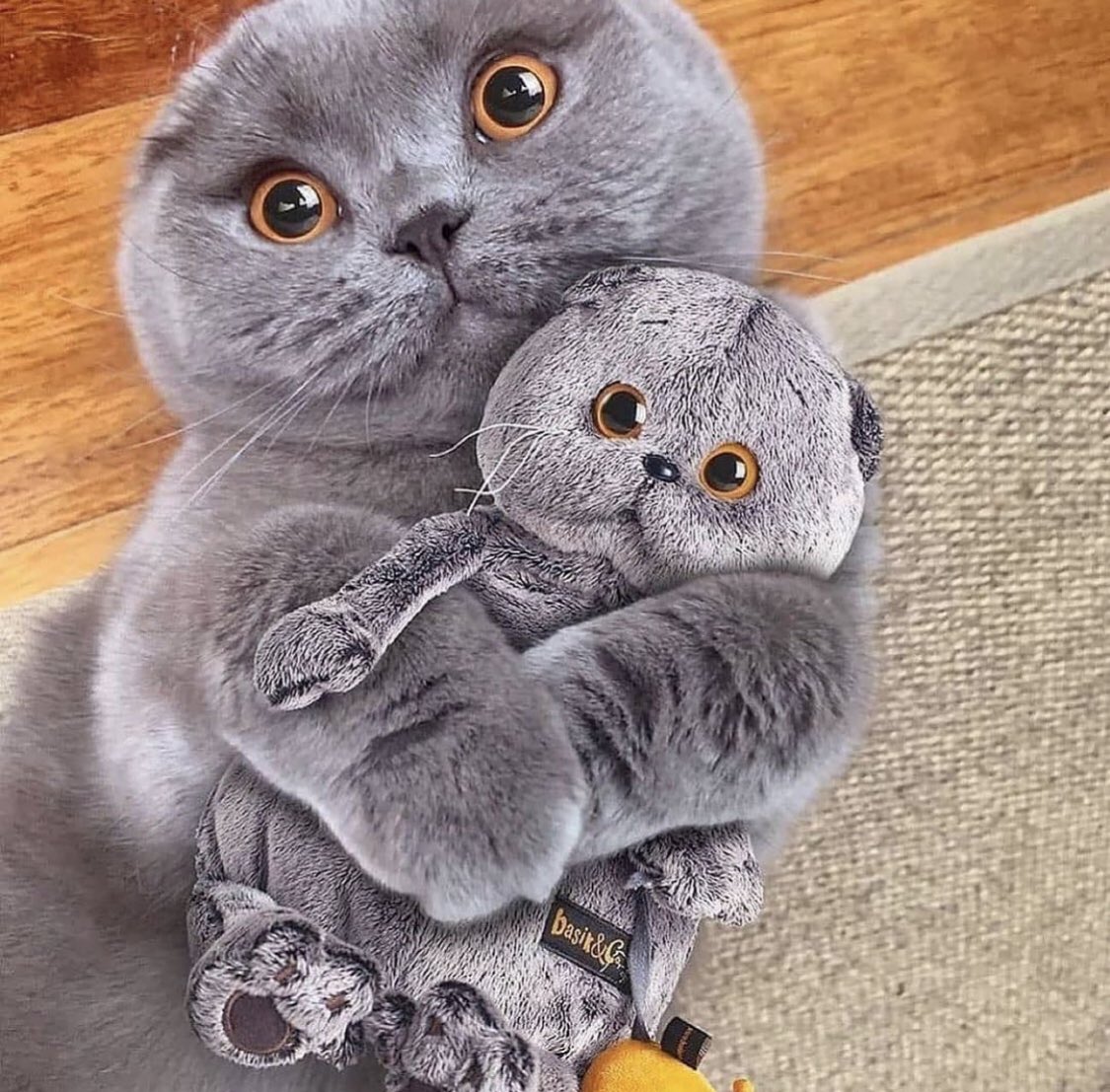 ShouldHaveCat's tweet photo. https://t.co/lyY4Ycm15V