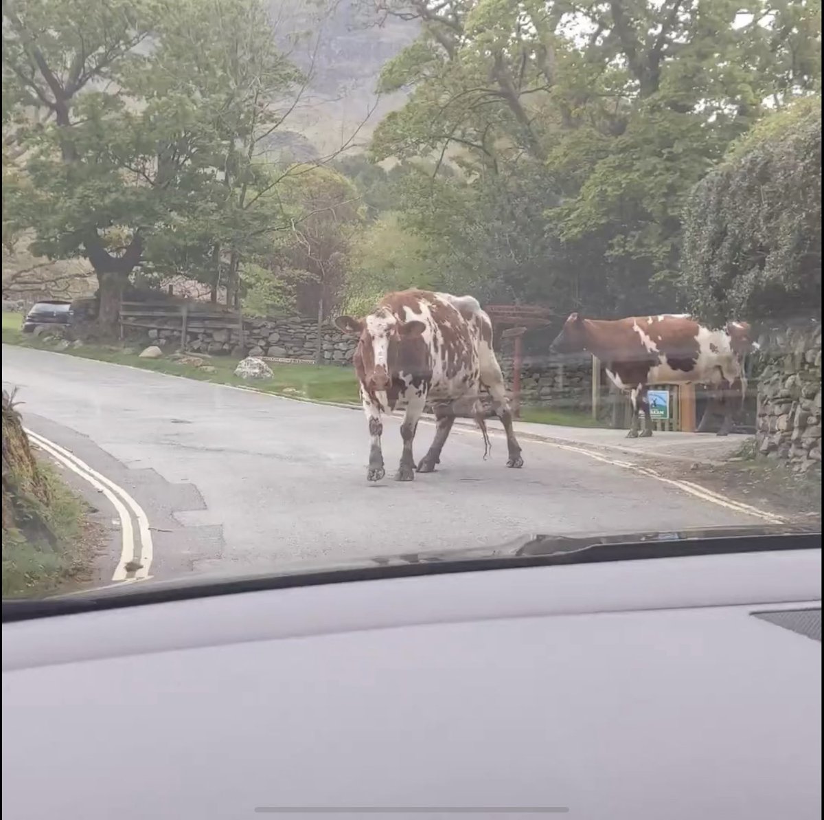 RamblerFilm's tweet photo. Some four legged traffic while location scouting…. #LakeDistrict #shortfilm https://t.co/FTwjz4cEzi