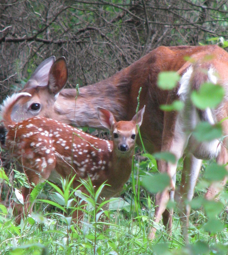 OntarioParks's tweet photo. This is our reminder that families -- whether human or wild -- come in all shapes and sizes. 

#InternationalDayOfFamilies https://t.co/9Q5mYAhD2g