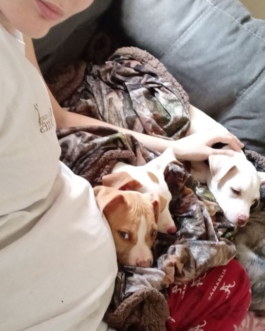 Pups cuteness overload 😍 https://t.co/TglcUQ24pY