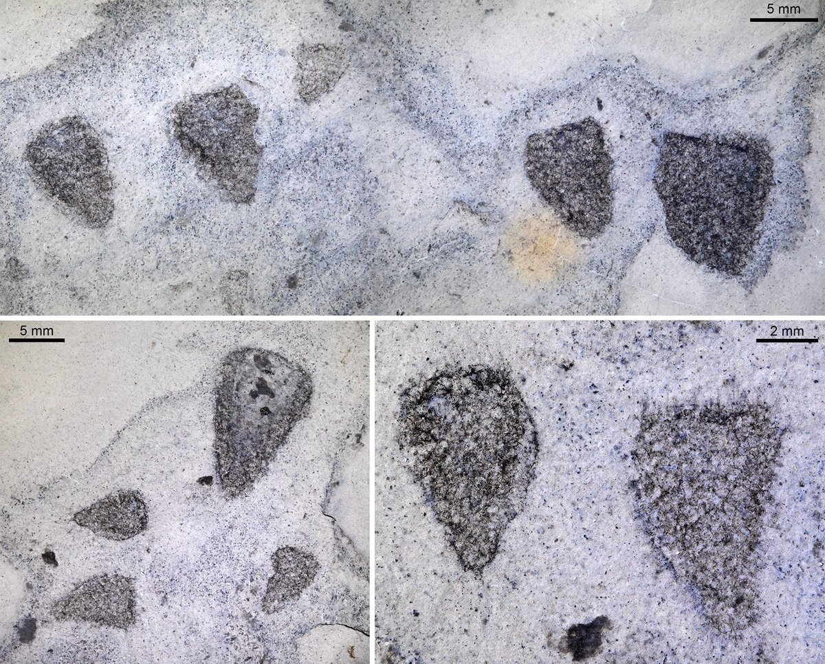 A tad late for #FossilFriday &amp; #SpongeThursday, but here comes a bunch of little cuties from the middle Cambrian Marjum Fm. in Utah. These tiny spicules projecting from the top 😍 Probably the genus Diagonella, but not an expert, so feel free to contradict me (Collect. R. Gaines)