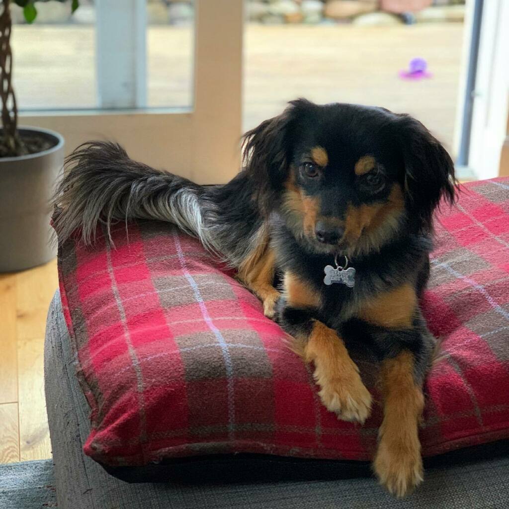 i_am_stratos's tweet photo. Freya is a lady #freya #kokkoni #doglife #edinburgh #swanston #scotland #isgpets https://t.co/ysat2q2Cax