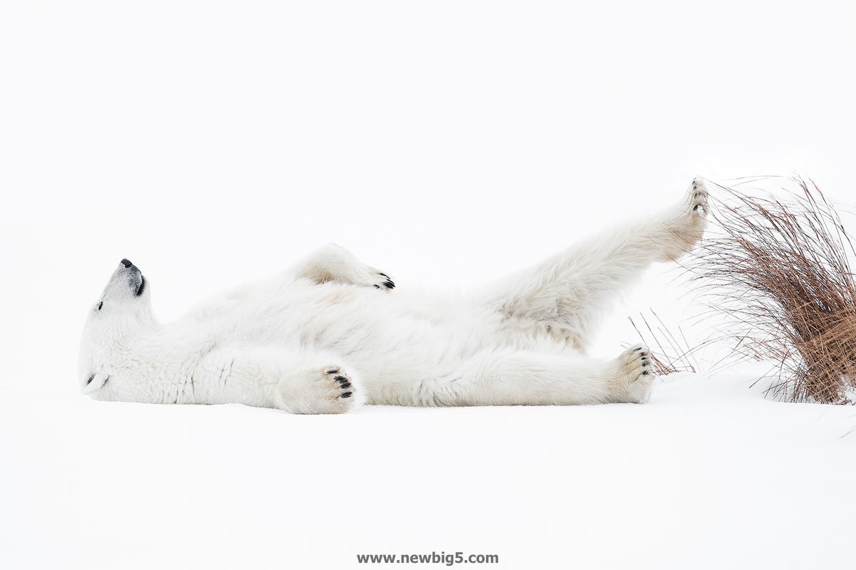 The 5 animals in the New Big 5 of Wildlife Photography are:

Elephant · Polar Bear · Gorilla · Tiger · Lion. 

Find out more on the New Big 5 website 

newbig5.com/results/

#newbig5 #wildlife #conservation