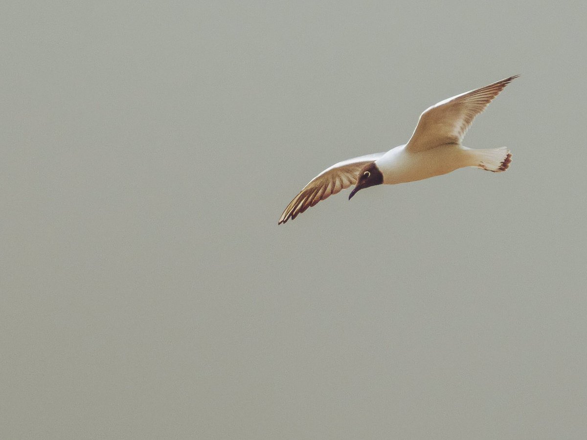 jamesbolton2222's tweet photo. Catching the wind #gullsofinstagram #gulls #birdsofinstagram #birds #birds_captures #flyingbirds #abstractart https://t.co/pzorWs2x9A