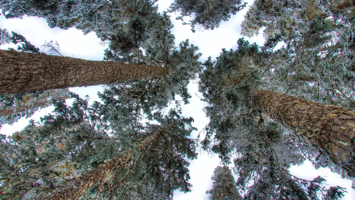 ando_money's tweet image. From little seeds grow mighty trees. 🌲 #Motivation #AndoMoney #BankWithPurpose #ClimateCrisis