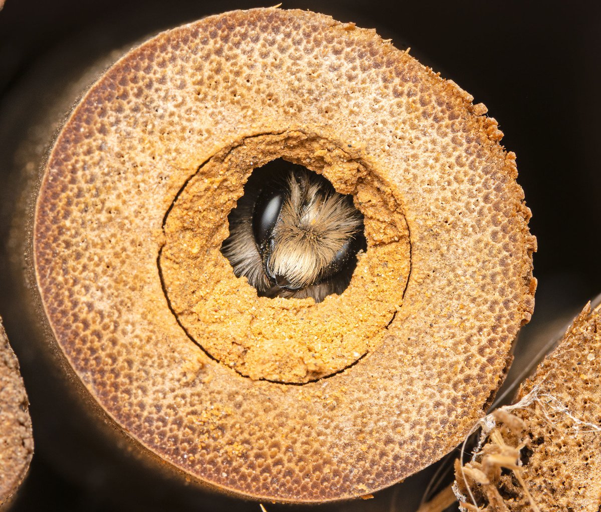 pollinatorproj's tweet photo. Lots of male #RedMasonBees emerging from our #beehotel this week. Females are further back in the #bee tubes, so should appear soon. #masonbee #masonbees #malebee #wildlifephotography #beephoto
#beephotography https://t.co/sx0TFXXau1