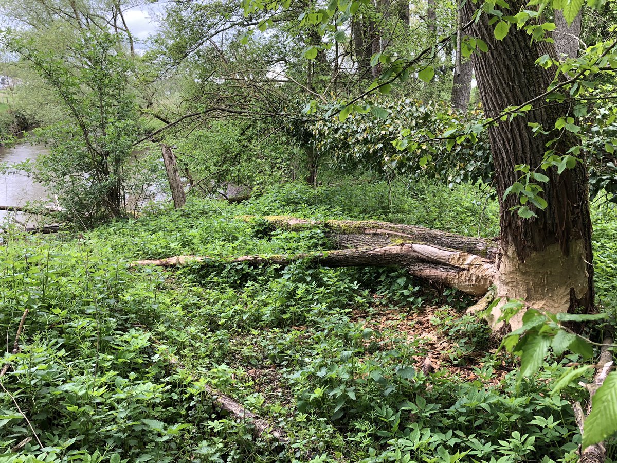 COostwegel's tweet photo. Met je trouwe #viervoeter avontuurlijk langs de #bevers op de snelstromendste rivier van Nederland in het Houthemse #Geuldal #Ingendael @Sint_Gerlach https://t.co/tXrM89vGMi