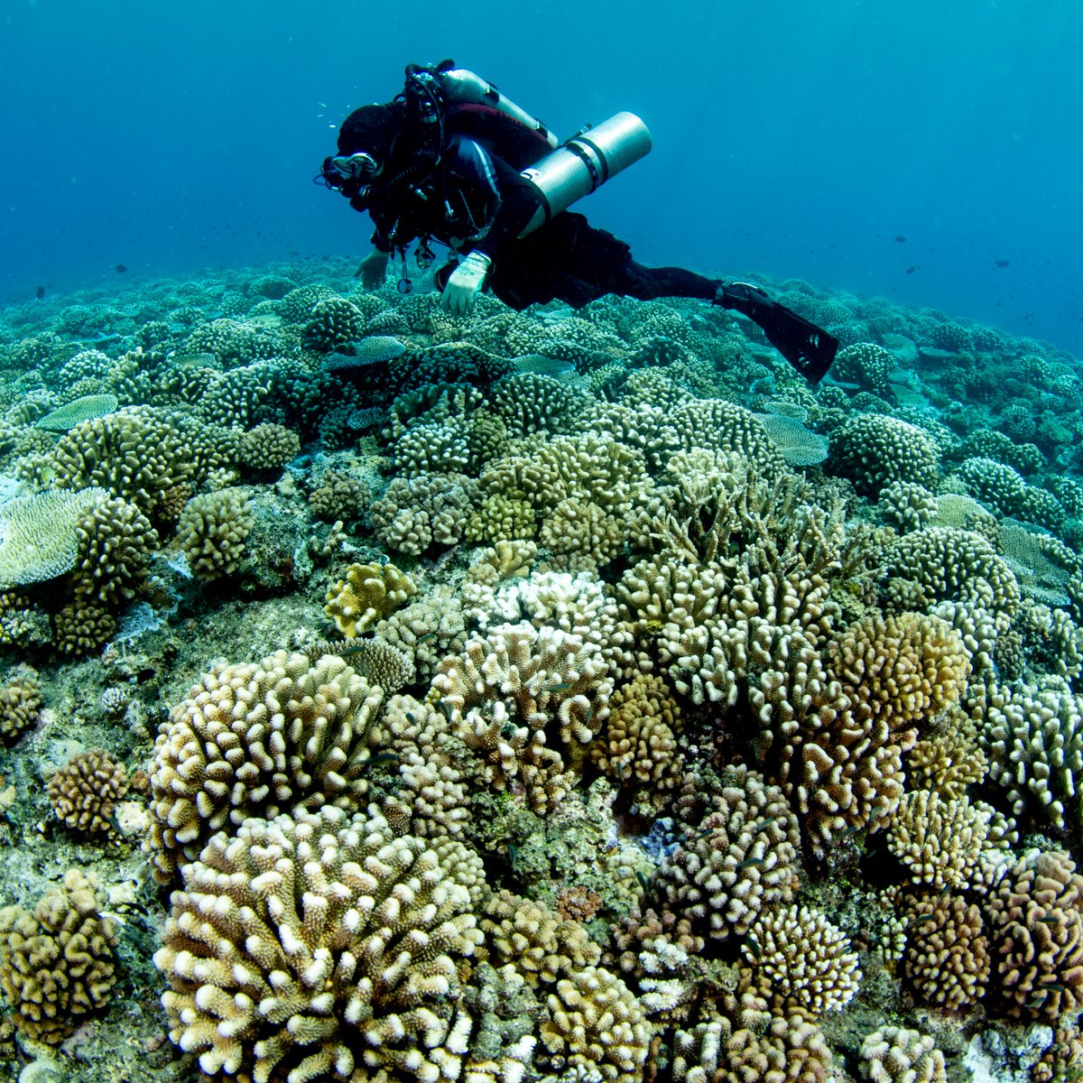 CoralReefFish's tweet photo. Exactly two years ago @SteinhartBart and I did the saddest dive of our lives: these pictures were taken a mere 6 weeks apart, and seeing this happening in front of your own eyes really hits you. If we don't take #ClimateAction now, coral reefs might be the first casualty. https://t.co/cdZxTQFEGJ
