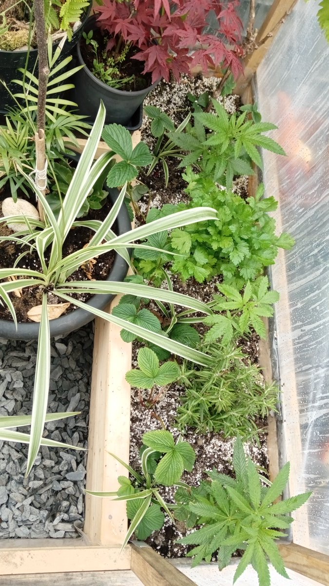 cannacarper's tweet photo. Built myself a wee #greenhouse or the world's best small #garden 😁 looks great smells great and productive #herbs #grapes #cannabis #flowers #plants happy days #growyourown https://t.co/F59h8f2rs5