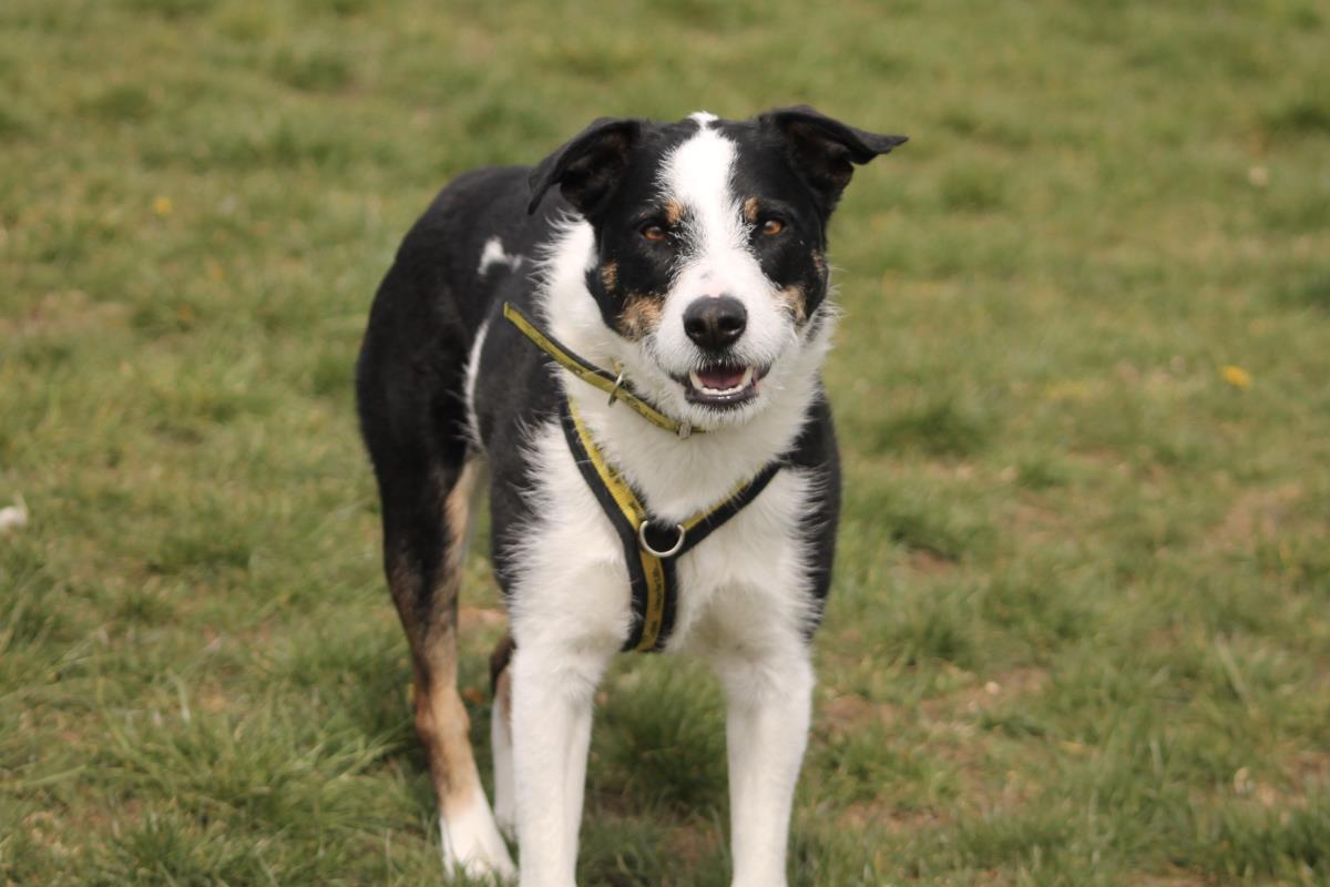 AdoptionsUk's tweet photo. Please retweet to help Bob find a home #WORCESTERSHIRE 
APPLY👇
https://t.co/WA3jCye0MX https://t.co/q3JkNfxGJ5