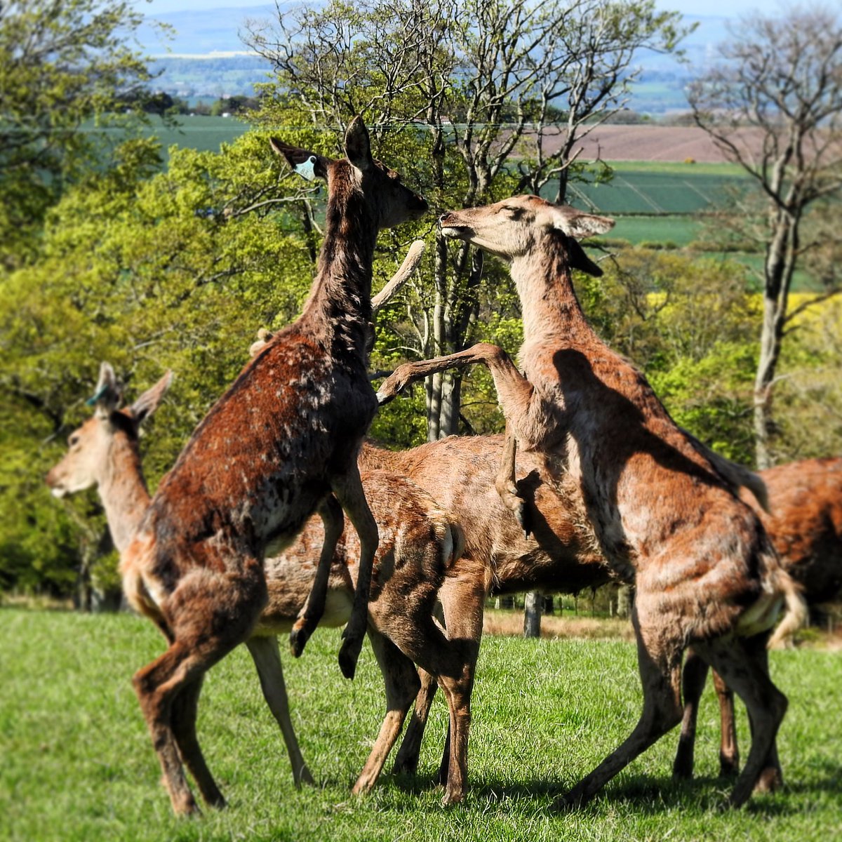 The gloves are off 🥊 R1 hinds establishing the hierarchy! 

#reddeer #reddeerhinds #reddeerfarm #reddeerfarming #reddeerphotographer #livestock #farm365 #farmpics #farmpicsdaily #agrichatuk #farmingscotland #pasturelife
