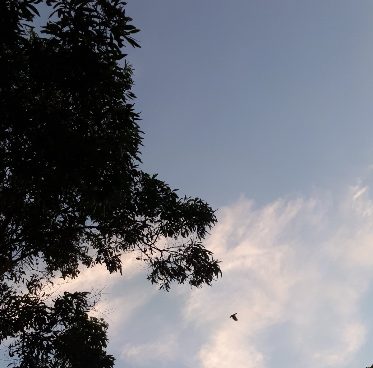 denchukki_'s tweet photo. I'll leave it to the wind, follow its flow. And maybe now I'll learn to let you go 🦋✨

#MischievousMind💫 https://t.co/x3ANA2KMEa