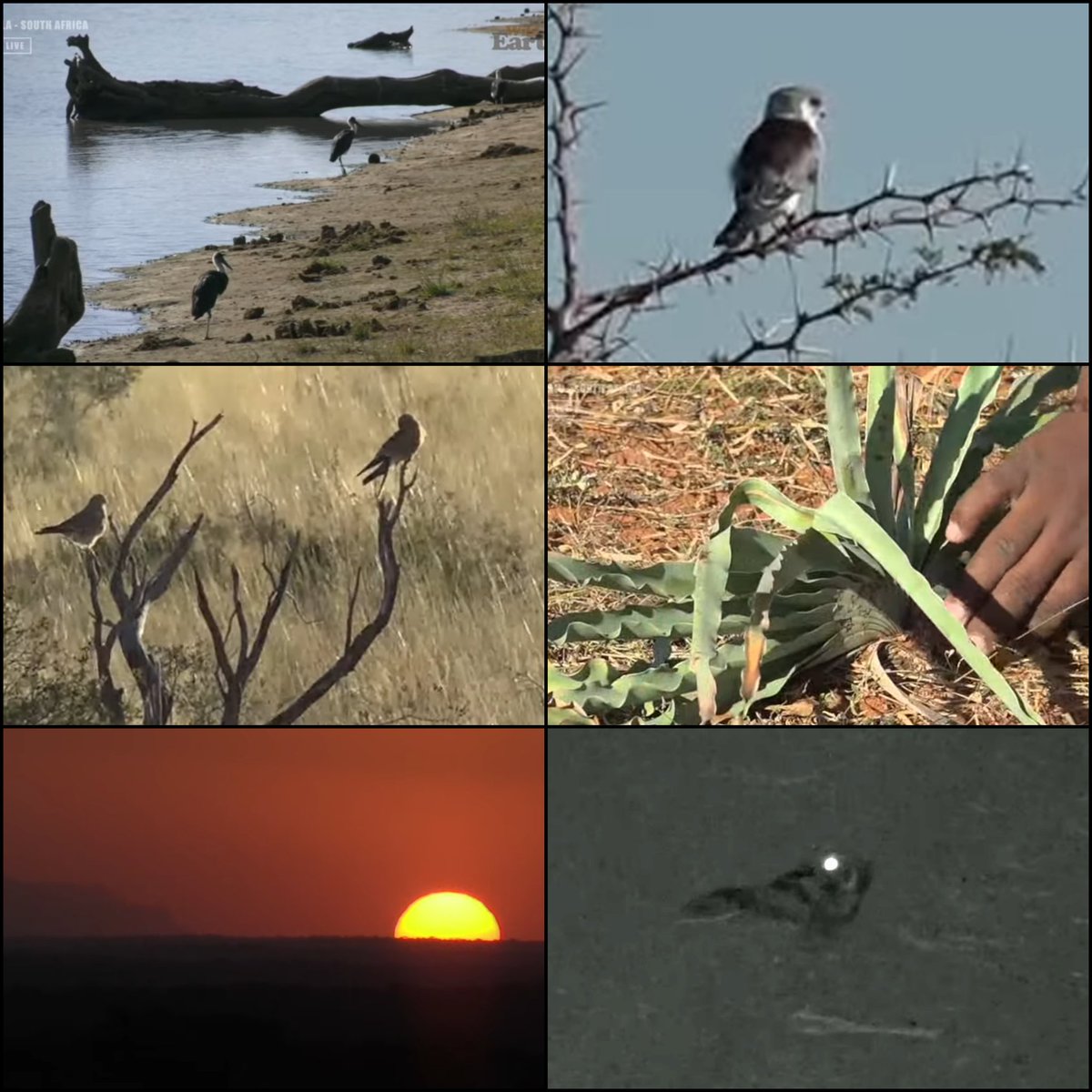 JoyR_1980's tweet photo. Sunset safari 15 May 2021. Beautiful drive and #Tsemba 's naming day. Thanks #WildEarth https://t.co/omRxhrN3wD