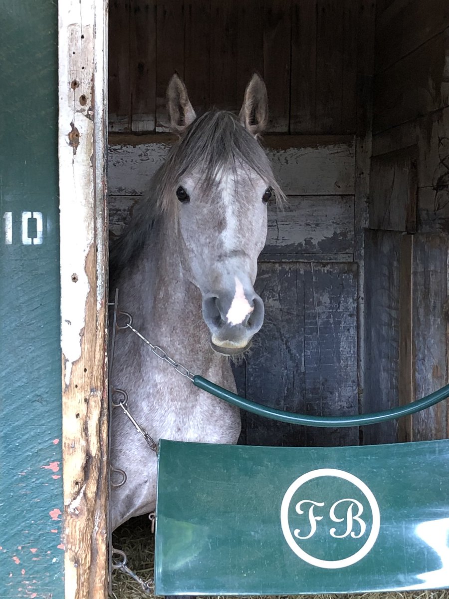 Iridesse, a mare with a potentially lethal turn of foot, will break from the rail in the UAE President Cup Stakes. Trained by <a href="/FennekaB1/">Fenneka Bentley</a> for <a href="/GoldensandsRg/">Goldensands Racing</a>.