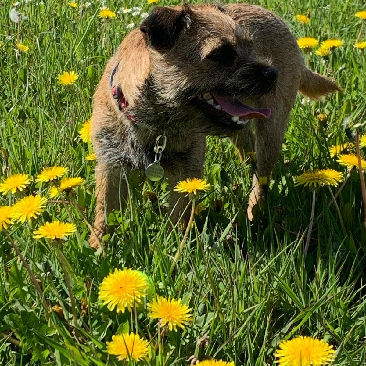 TarkapupBT's tweet photo. Me checking out theze dandelions! Outdoors, nature #MentalHealthAwarenessWeek #lovemydog https://t.co/1nzRUCHv6e