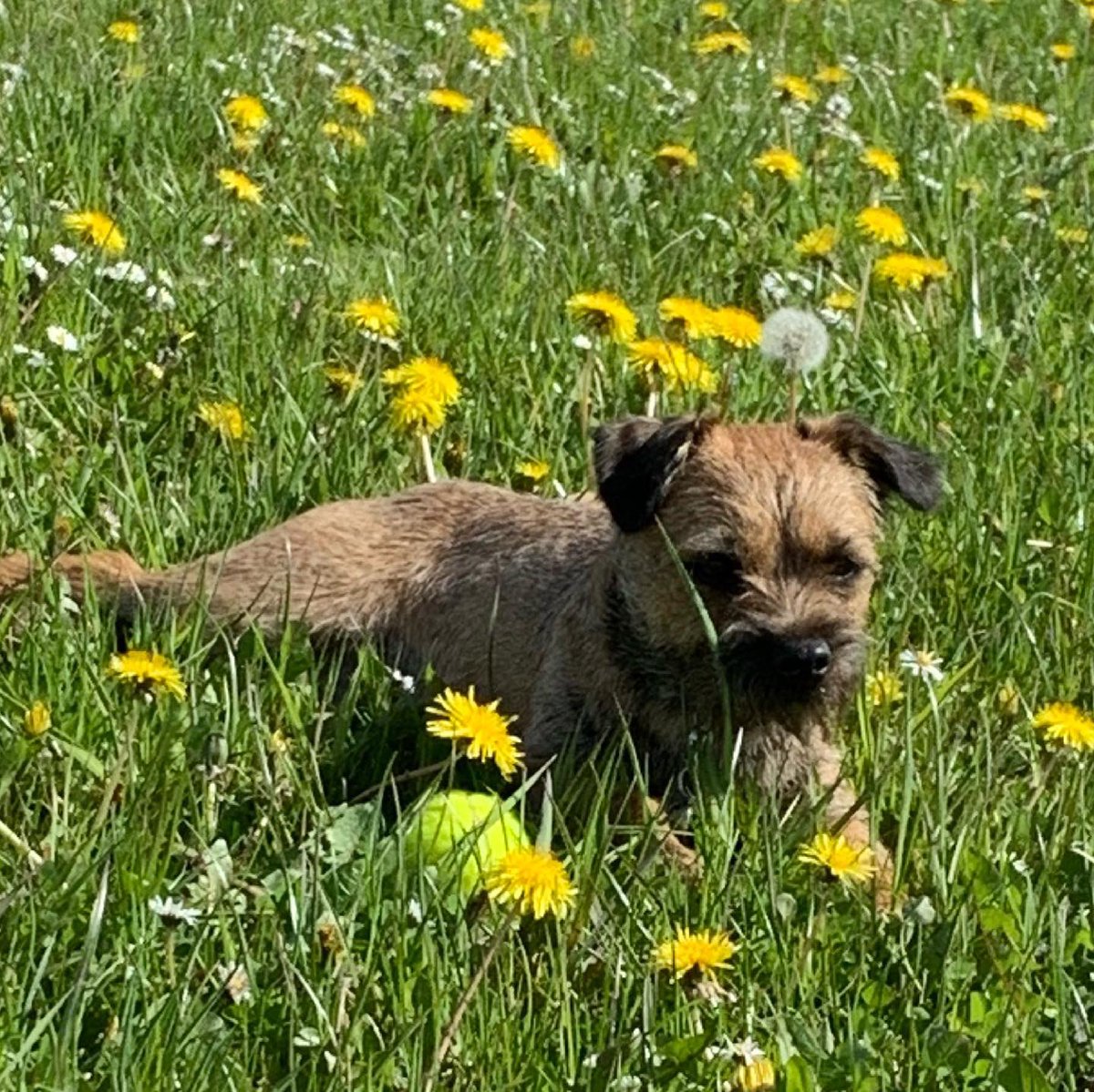 TarkapupBT's tweet photo. Me checking out theze dandelions! Outdoors, nature #MentalHealthAwarenessWeek #lovemydog https://t.co/1nzRUCHv6e