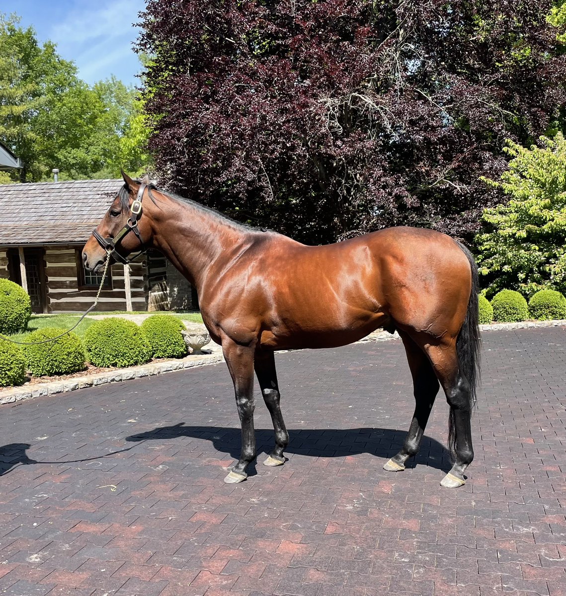 CaryBloodstock's tweet photo. 👑 👑 👑 winner American Pharoah looking resplendent on this gorgeous spring day. He is such a cool horse. Happy Preakness everyone. https://t.co/Gyji0LKV0J