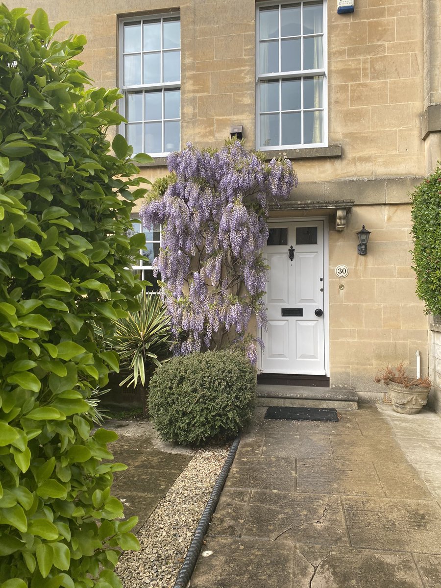 Wandering around Bath and the scent from the Wisteria is unreal 🌱 🌸 #visitbath #explorebath #travel #stayandwander #visitsomerset