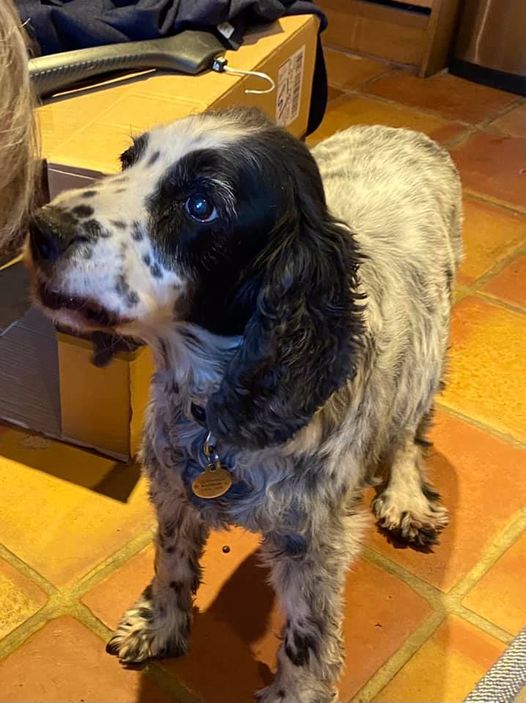 Please can you help find Sorell? Black and white working cocker with an orange harness. She got lost near Warwick Hall, Warwick on Eden - Carlisle UK She's deaf and has dementia so might be very confused. Please get in touch with her family if you spot her 07860493718. Thank you!